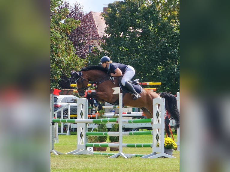 Deutsches Sportpferd Wallach 7 Jahre 168 cm Brauner in Glindenberg