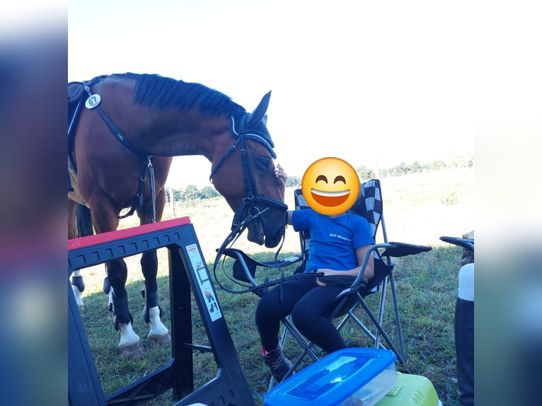 Deutsches Sportpferd Wallach 7 Jahre 168 cm Brauner in Glindenberg