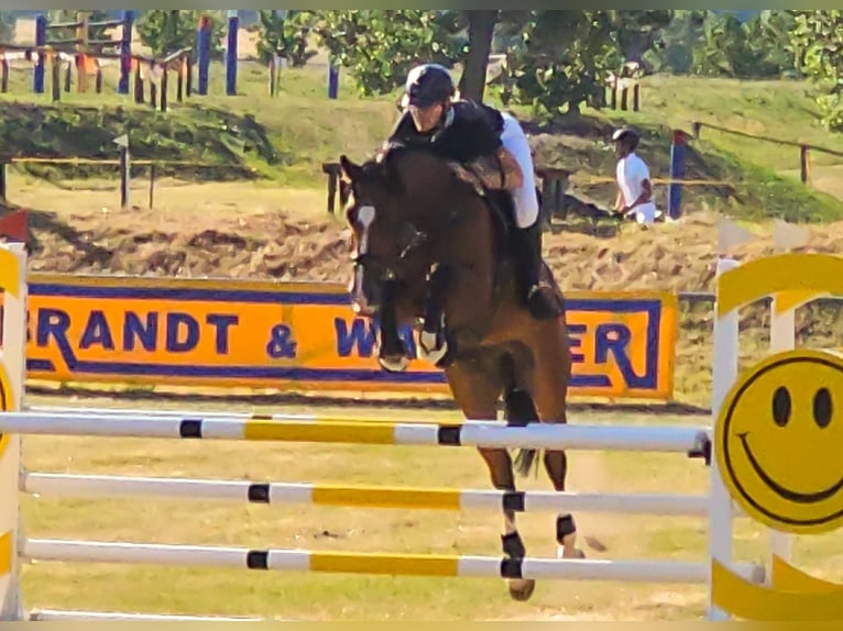 Deutsches Sportpferd Wallach 7 Jahre 168 cm Brauner in Glindenberg