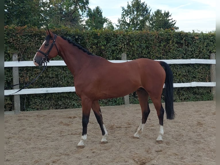 Deutsches Sportpferd Wallach 7 Jahre 168 cm Brauner in Glindenberg