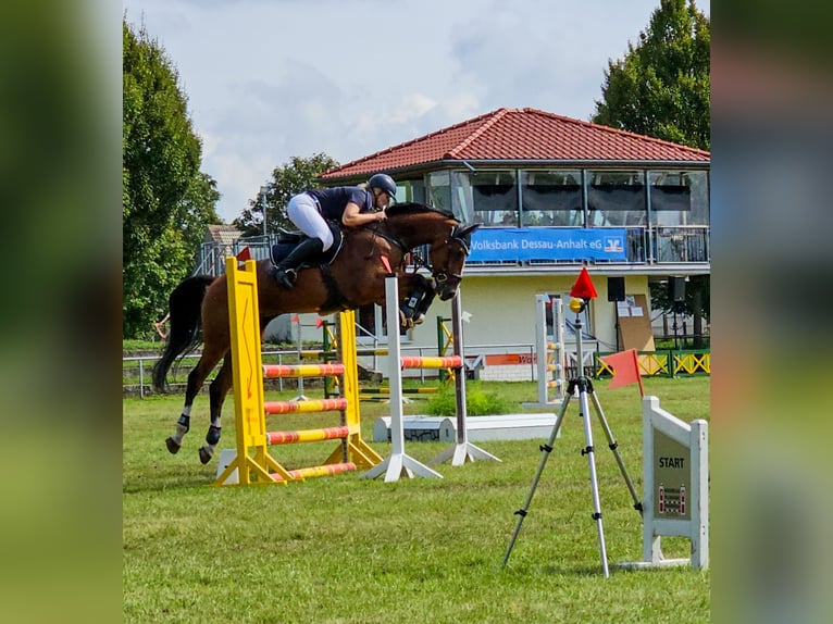 Deutsches Sportpferd Wallach 7 Jahre 168 cm Brauner in Glindenberg