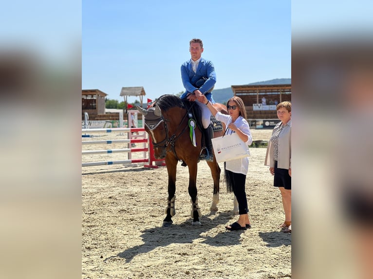 Deutsches Sportpferd Wallach 7 Jahre 168 cm Brauner in Pezinok