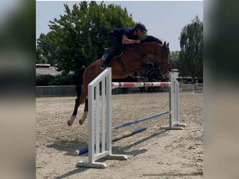 Deutsches Sportpferd Wallach 7 Jahre 168 cm Brauner in Pezinok
