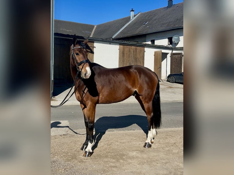 Deutsches Sportpferd Wallach 7 Jahre 168 cm Brauner in Pelmberg