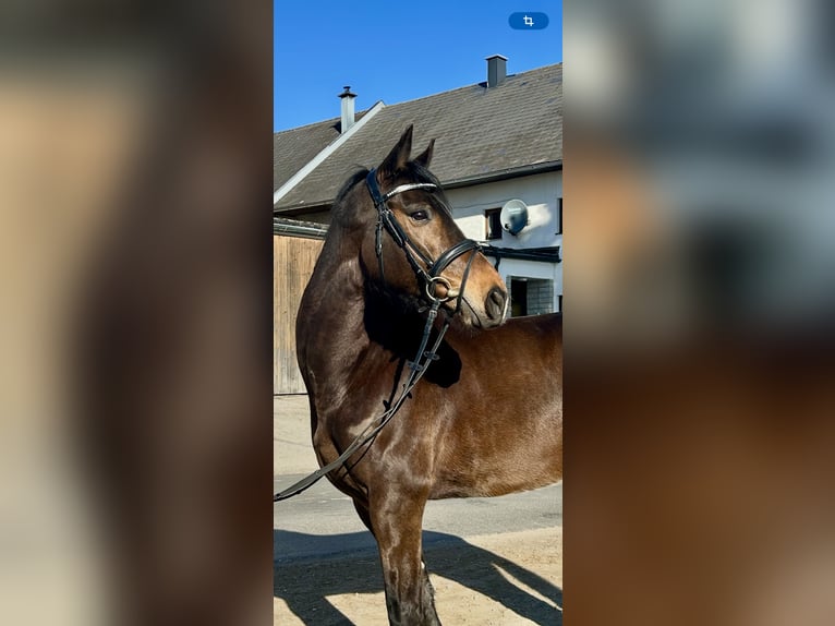 Deutsches Sportpferd Wallach 7 Jahre 168 cm Brauner in Pelmberg