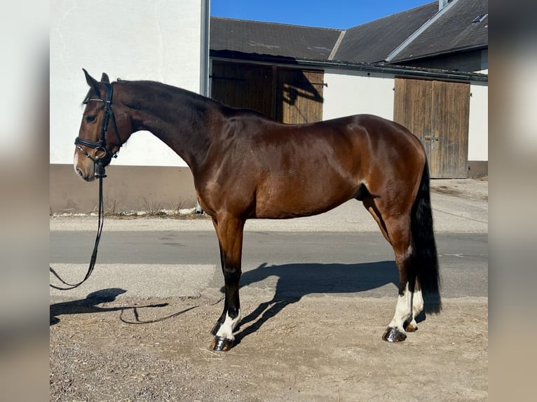 Deutsches Sportpferd Wallach 7 Jahre 168 cm Brauner in Pelmberg