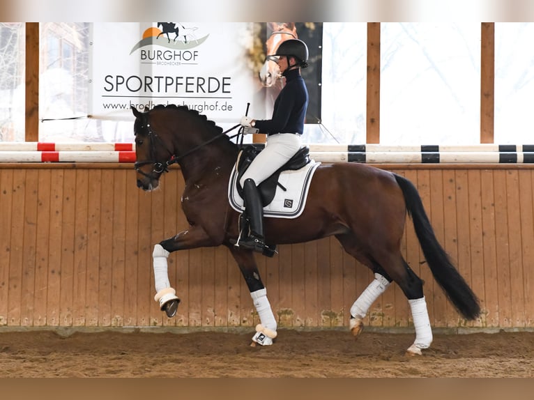 Deutsches Sportpferd Wallach 7 Jahre 168 cm in Riedstadt