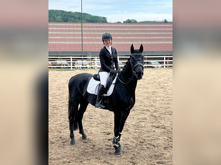 Deutsches Sportpferd Wallach 7 Jahre 168 cm Dunkelbrauner in Biel-Benken BL