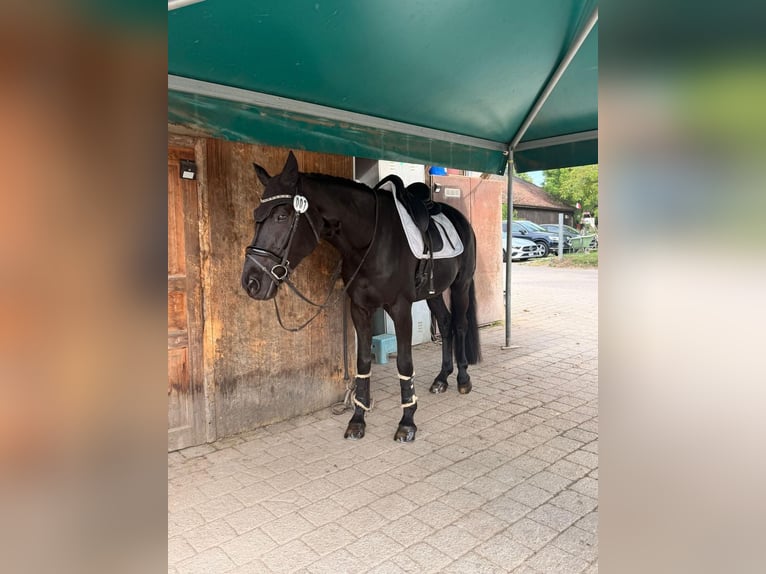 Deutsches Sportpferd Wallach 7 Jahre 168 cm Dunkelbrauner in Biel-Benken BL