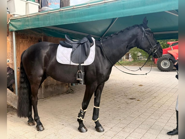 Deutsches Sportpferd Wallach 7 Jahre 168 cm Dunkelbrauner in Biel-Benken BL