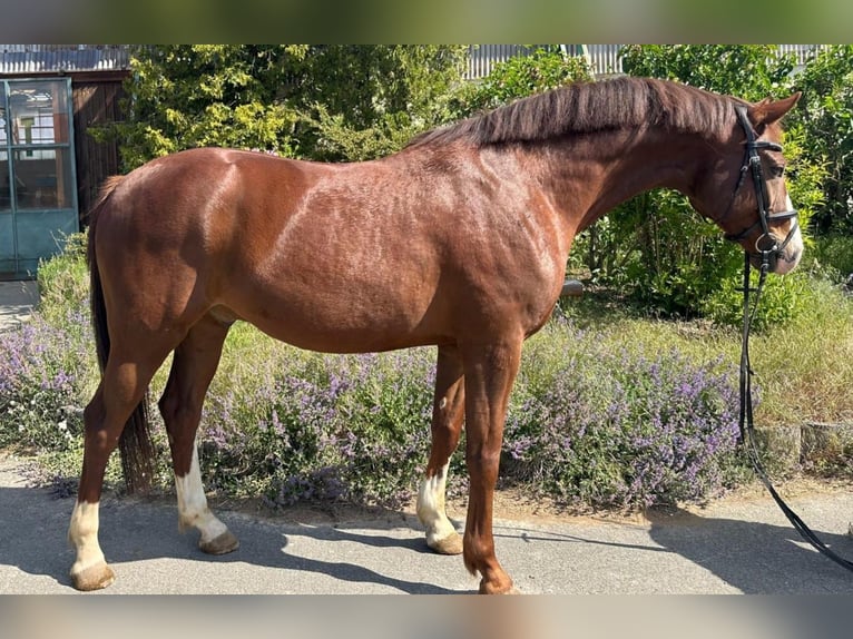 Deutsches Sportpferd Wallach 7 Jahre 168 cm Dunkelfuchs in Drei Gleichen