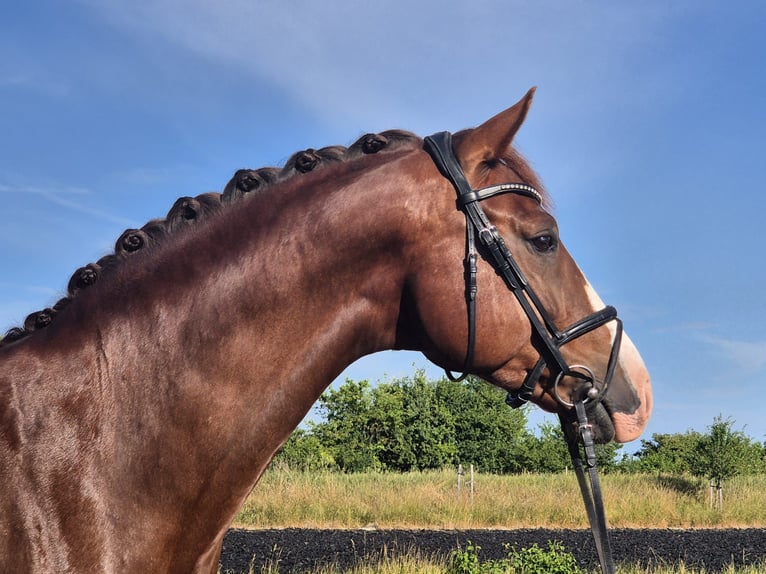 Deutsches Sportpferd Wallach 7 Jahre 168 cm Dunkelfuchs in Drei Gleichen