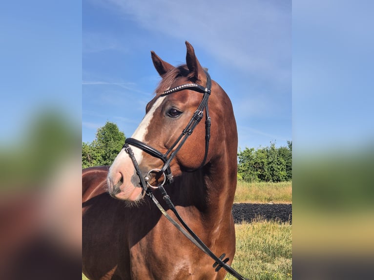 Deutsches Sportpferd Wallach 7 Jahre 168 cm Dunkelfuchs in Drei Gleichen