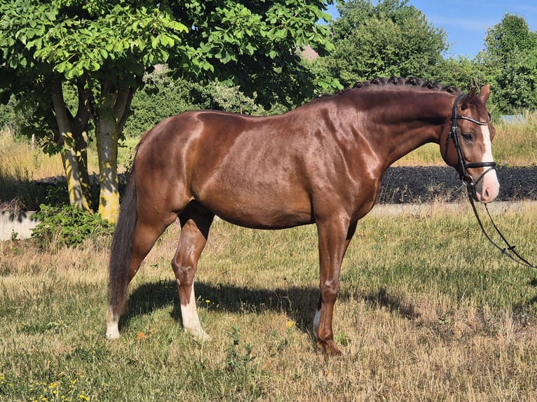 Deutsches Sportpferd Wallach 7 Jahre 168 cm Dunkelfuchs in Drei Gleichen
