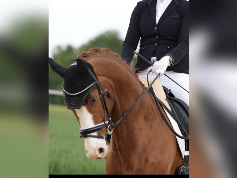 Deutsches Sportpferd Wallach 7 Jahre 168 cm Fuchs in Weiden i.d.Opf.
