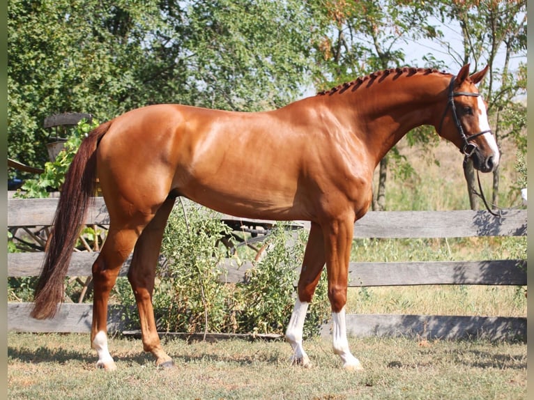 Deutsches Sportpferd Wallach 7 Jahre 168 cm Fuchs in Békésszentandrás