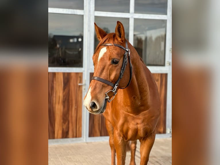 Deutsches Sportpferd Wallach 7 Jahre 168 cm Fuchs in Kamenz