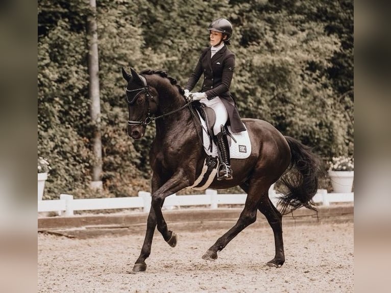 Deutsches Sportpferd Wallach 7 Jahre 168 cm Rappe in Mettmann
