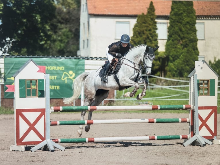 Deutsches Sportpferd Wallach 7 Jahre 168 cm Schimmel in Allersberg