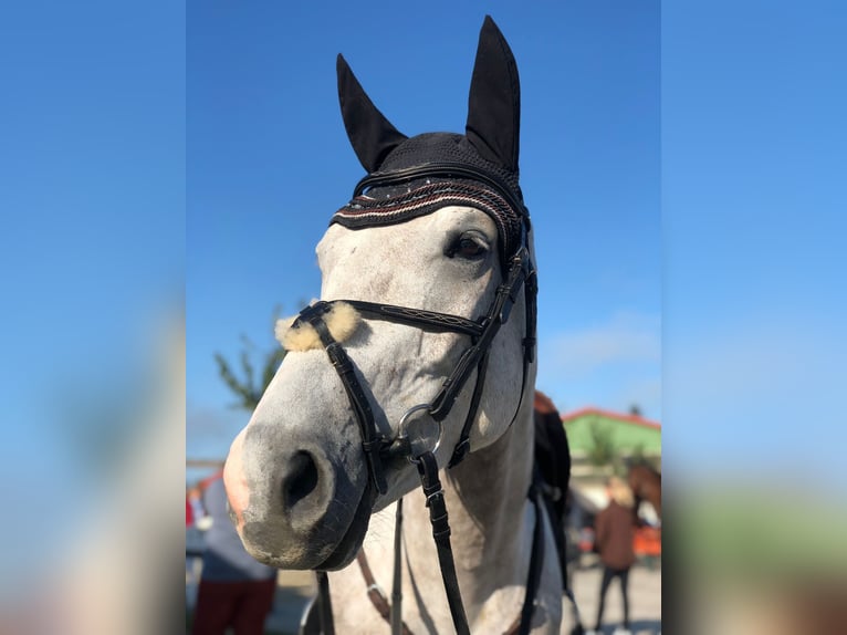 Deutsches Sportpferd Wallach 7 Jahre 168 cm Schimmel in Allersberg