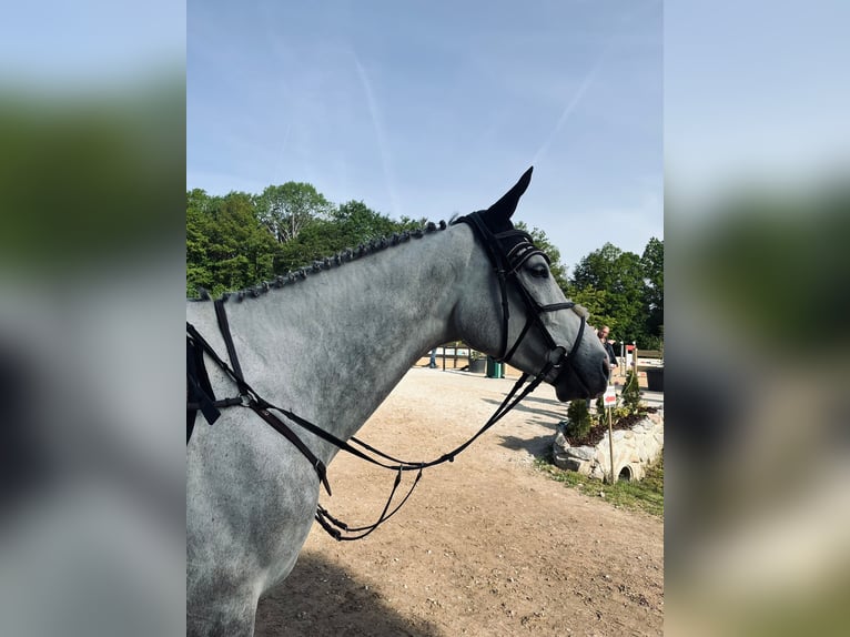 Deutsches Sportpferd Wallach 7 Jahre 168 cm Schimmel in Allersberg