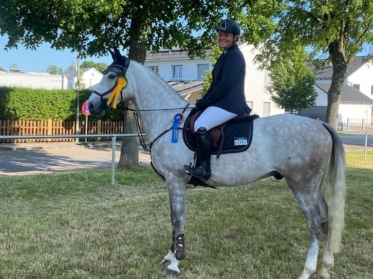 Deutsches Sportpferd Wallach 7 Jahre 168 cm Schimmel in Allersberg