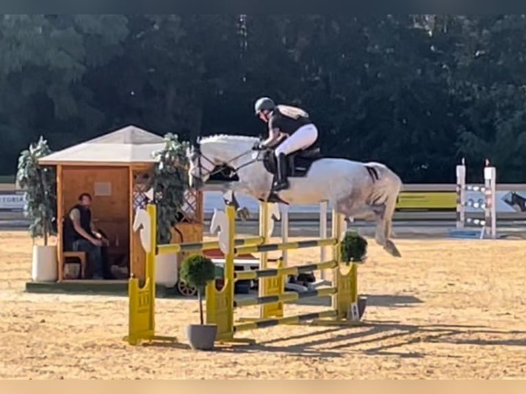Deutsches Sportpferd Wallach 7 Jahre 168 cm Schimmel in Allersberg