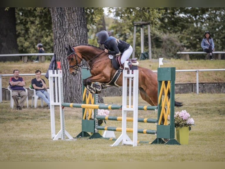 Deutsches Sportpferd Wallach 7 Jahre 169 cm Brauner in Körbelitz