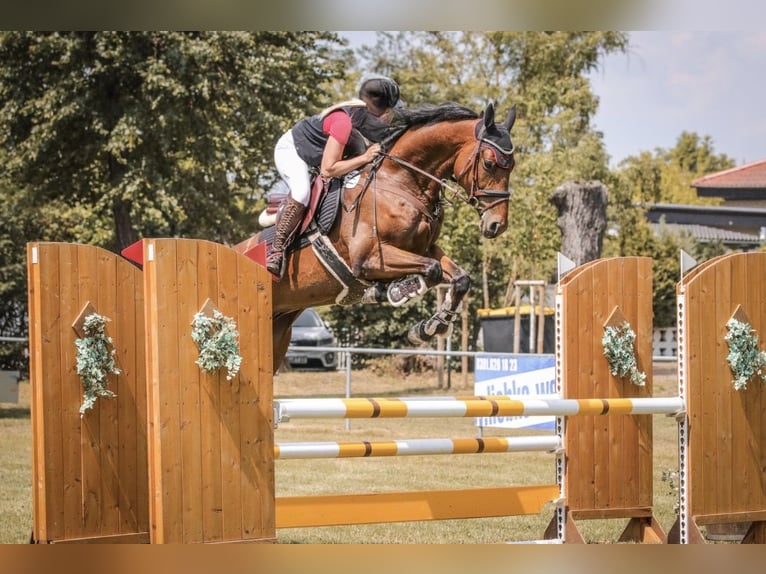 Deutsches Sportpferd Wallach 7 Jahre 169 cm Brauner in Körbelitz
