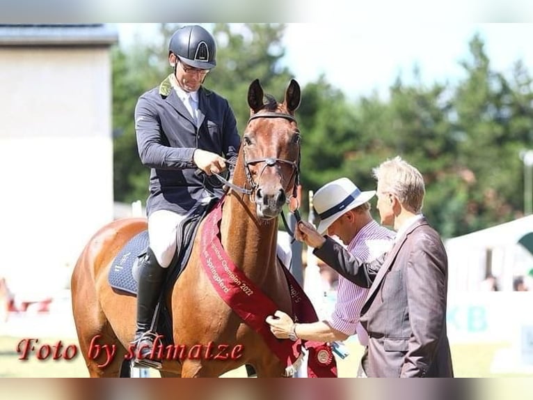 Deutsches Sportpferd Wallach 7 Jahre 169 cm Brauner in Lengenfeld