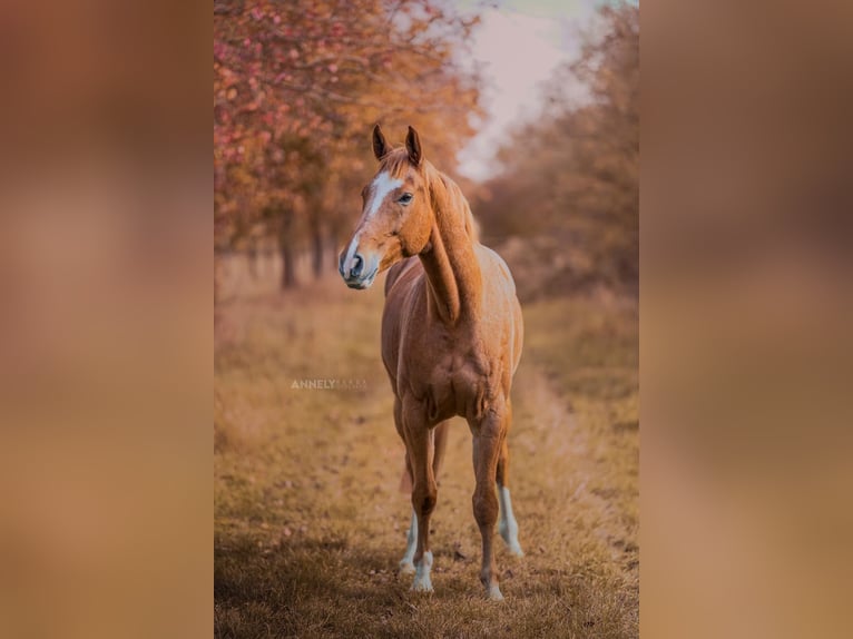 Deutsches Sportpferd Wallach 7 Jahre 169 cm Fuchs in Bösleben