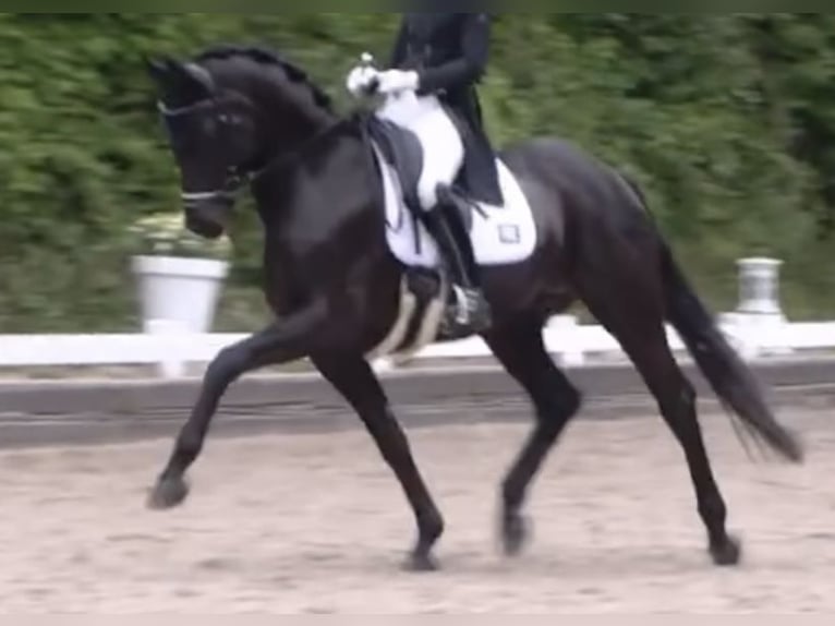 Deutsches Sportpferd Wallach 7 Jahre 169 cm Rappe in Mettmann Deutsches Sportpferd Wallach 7 Jahre 169 cm Rappe in Mettmann