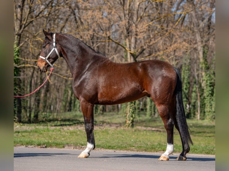 Deutsches Sportpferd Wallach 7 Jahre 170 cm Brauner in Békéscsaba