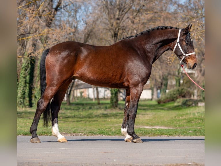 Deutsches Sportpferd Wallach 7 Jahre 170 cm Brauner in Békéscsaba
