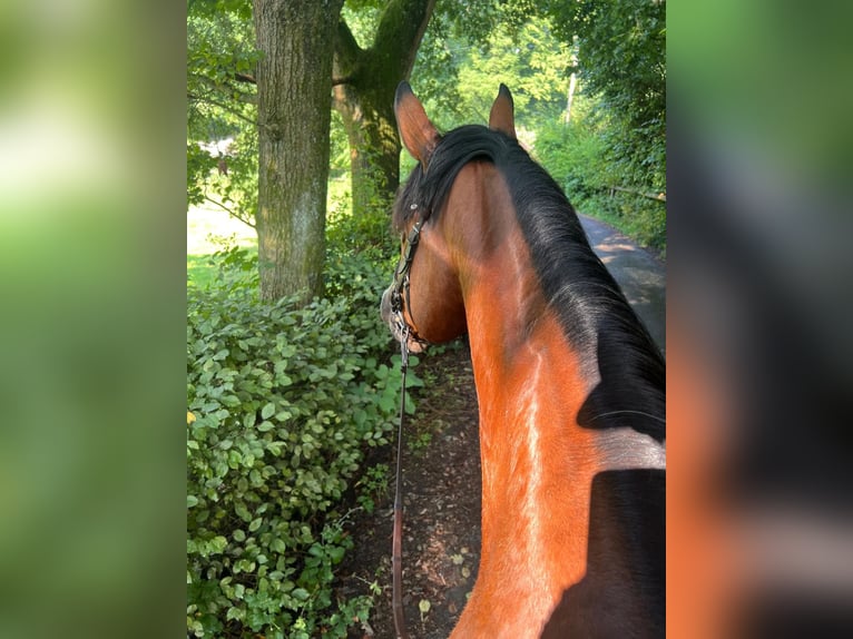 Deutsches Sportpferd Wallach 7 Jahre 170 cm Brauner in Hagen