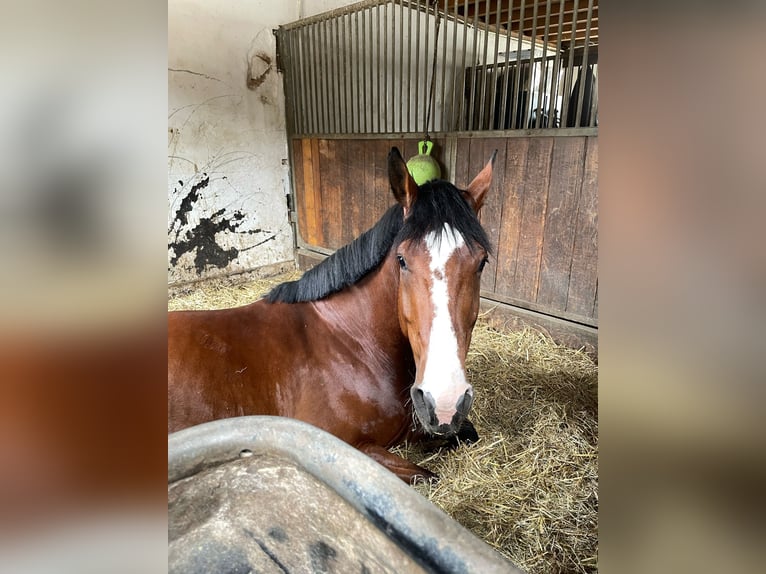 Deutsches Sportpferd Wallach 7 Jahre 170 cm Brauner in Hagen