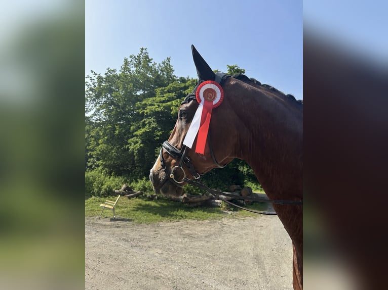Deutsches Sportpferd Wallach 7 Jahre 170 cm Brauner in Hagen