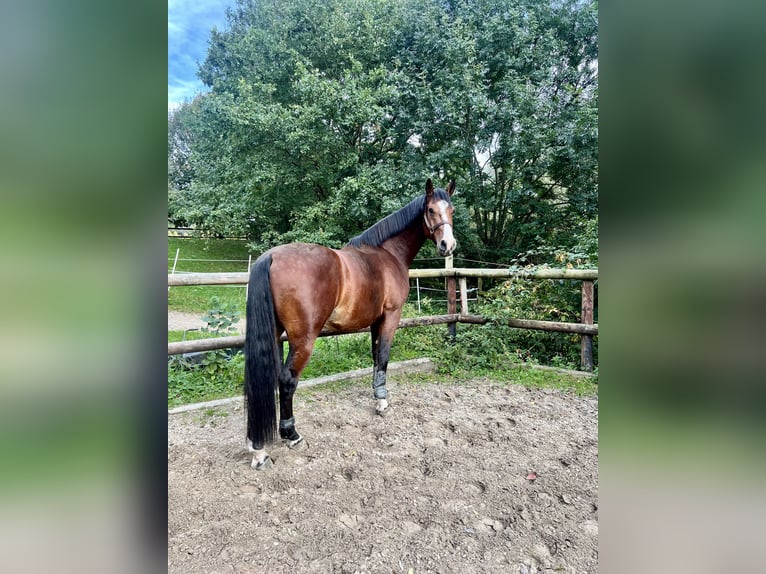 Deutsches Sportpferd Wallach 7 Jahre 170 cm Brauner in Hagen