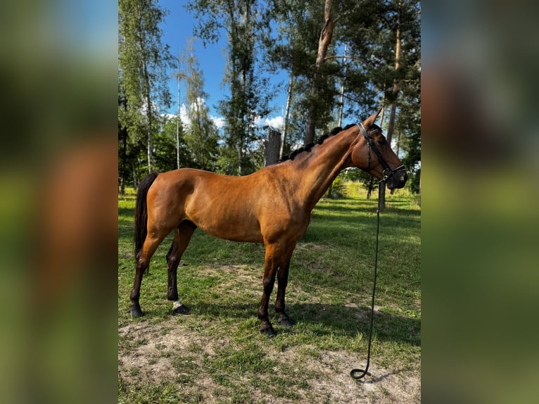 Deutsches Sportpferd Wallach 7 Jahre 170 cm Brauner in Schwandorf