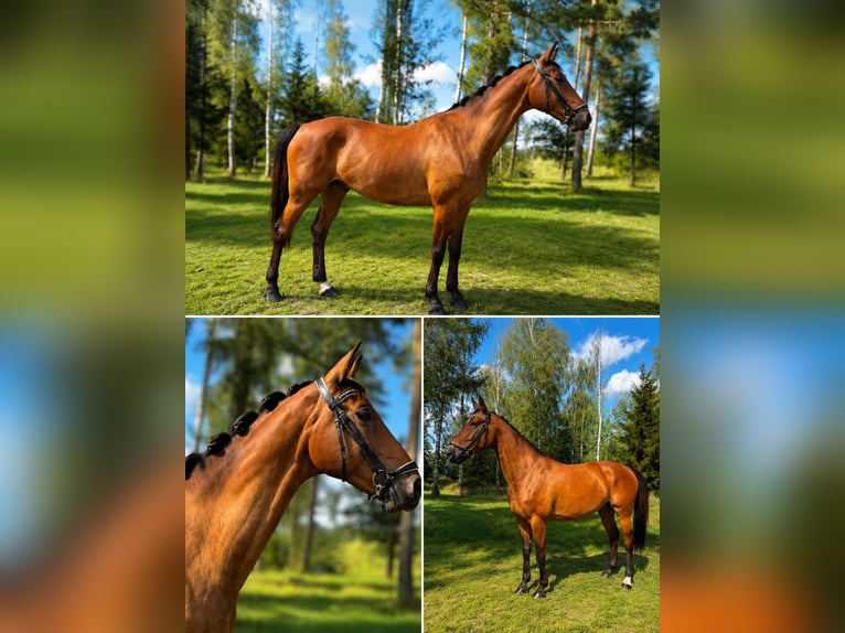 Deutsches Sportpferd Wallach 7 Jahre 170 cm Brauner in Schwandorf
