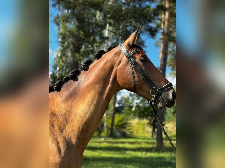 Deutsches Sportpferd Wallach 7 Jahre 170 cm Brauner in Schwandorf