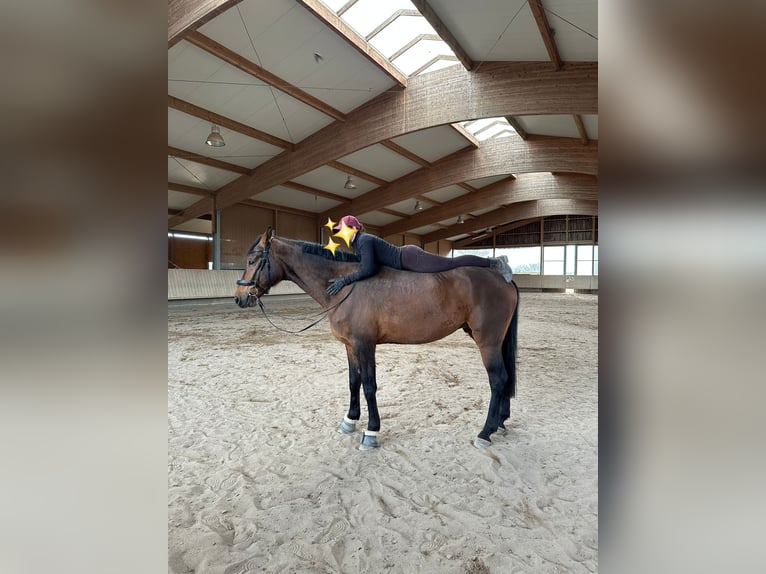 Deutsches Sportpferd Wallach 7 Jahre 170 cm Brauner in Weiterstadt
