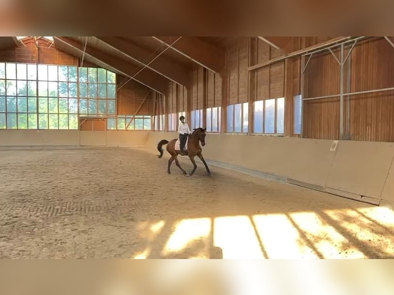 Deutsches Sportpferd Wallach 7 Jahre 170 cm Brauner in Weiterstadt