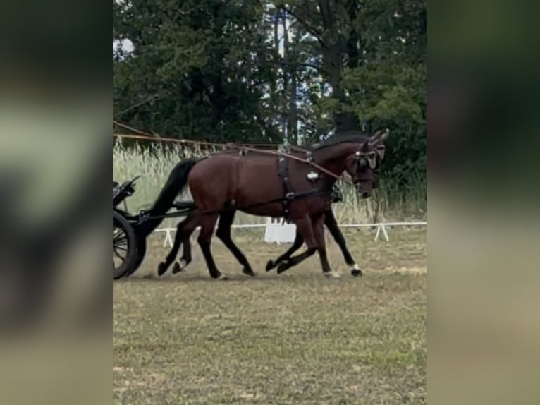 Deutsches Sportpferd Wallach 7 Jahre 170 cm Brauner in Wahlitz
