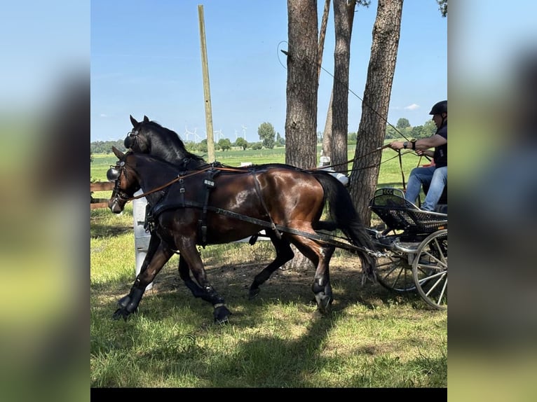 Deutsches Sportpferd Wallach 7 Jahre 170 cm Brauner in Wahlitz