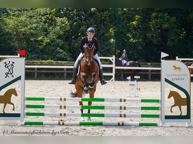 Deutsches Sportpferd Wallach 7 Jahre 170 cm Brauner in Großkugel