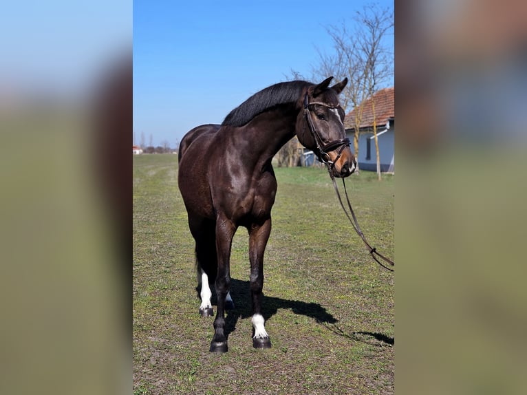 Deutsches Sportpferd Wallach 7 Jahre 170 cm Brauner in Békésszentandrás