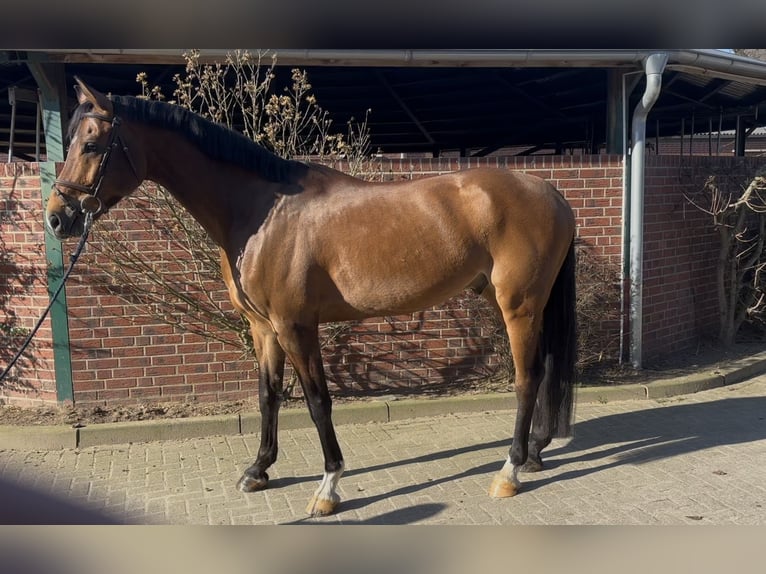 Deutsches Sportpferd Wallach 7 Jahre 170 cm Brauner in Nettetal