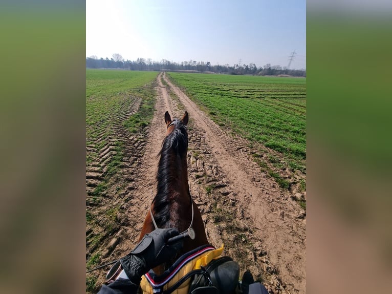 Deutsches Sportpferd Wallach 7 Jahre 170 cm  in Weiterstadt