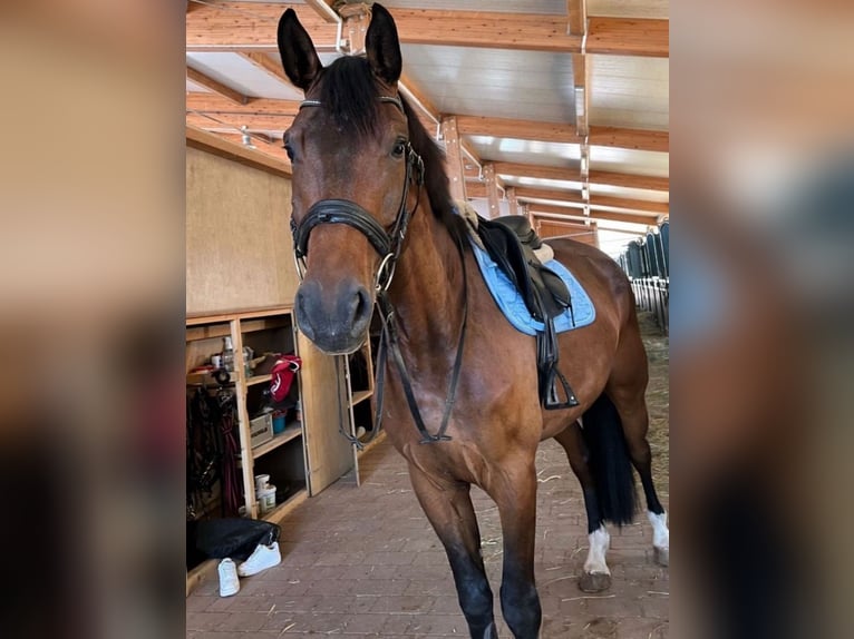 Deutsches Sportpferd Wallach 7 Jahre 170 cm Dunkelbrauner in Weiterstadt